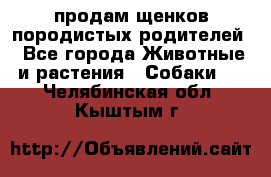 продам щенков породистых родителей - Все города Животные и растения » Собаки   . Челябинская обл.,Кыштым г.